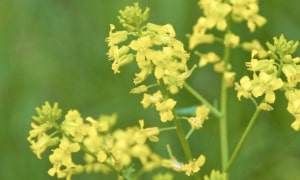 ミヤマアキノキリンソウ